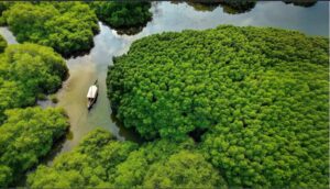 Kadalundi Bird Sanctuary: A Hidden Avian Paradise Near Kozhikode
